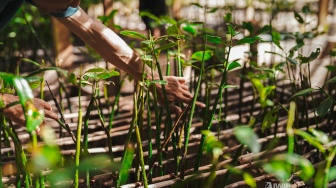 IWIP-WBN Perluas Rehabilitasi Mangrove demi Ekosistem Laut Pesisir