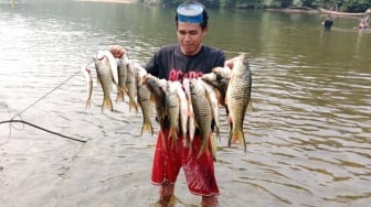 Belajar Menjaga Sungai dari Tradisi Lubuk Larangan Malako Kociak