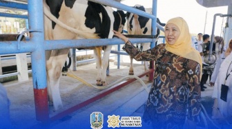 Tinjau Pembibitan Sapi Perah, Khofifah Dorong UPT Jadi Penggerak Peternakan Jatim