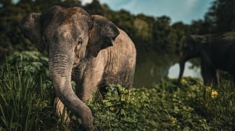 Kebakaran Hutan Kepung Habitat Gajah Sumatra, Populasinya Kian Kritis