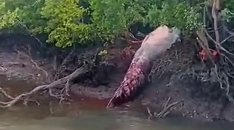 Bangkai Paus Terdampar di Hutan Mangrove Sungai Bahale Indragiri Hilir