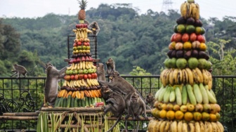 Sesaji Rewanda di Goa Kreo: Ritual Warga yang Ikut Menjaga Hutan dan Kera Ekor Panjang
