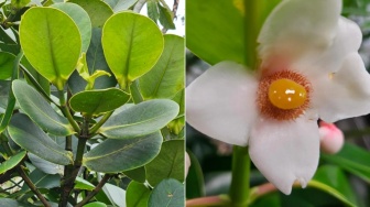 Belajar dari Pohon Clusia, Ilmuwan Ungkap Cara Tanaman Hemat Air Hadapi Kekeringan
