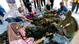 Petani Rumput Laut Takalar Naik Kelas! Catat Usaha Lewat HP, Akses Modal Makin Gampang