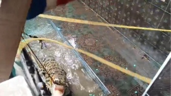 3 Tahun Hidup Serumah dengan Predator: Evakuasi Buaya 2,7 Meter di Balam Berlangsung Dramatis