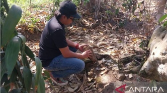Dua Batu Yoni Keramat di Jember Raib Dijarah Maling, Anggota DPRD Lapor Polisi