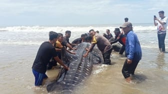 Hiu Paus Terdampar di Abdya, Gagal Dievakuasi hingga Akhirnya Mati
