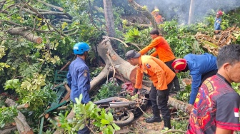 Pohon Flamboyan 40 Meter Tumbang Timpa Pedagang dan Pembeli di Bogor