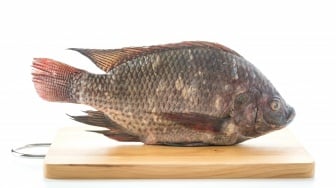 Kenapa Ikan Nila Hitam Jadi Hama di Thailand? Ini Bahayanya bagi Ekosistem