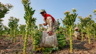 Petani memanen tembakau di Ngringin, Nganjuk, Jawa Timur, Senin (28/9/2026). [ANTARA FOTO/Muhammad Mada/agr]