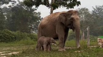 Detik-detik Kelahiran Anak Gajah di Kawasan Konservasi TNTN