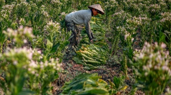 Petani memanen tembakau di Ngringin, Nganjuk, Jawa Timur, Senin (28/9/2026). [ANTARA FOTO/Muhammad Mada/agr]