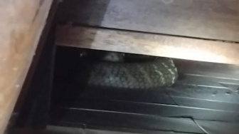 Tidur Terganggu Bau Aneh, Warga Kaget Ada King Kobra 3,5 Meter Melingkar di Bawah Kasur
