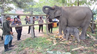 Gajah TNTN yang Baru Lahir Diberi Nama Ganesha oleh Titiek Soeharto