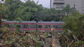 Pohon Berukuran Raksasa Tumbang Dekat Stasiun UI, KRL Lintas Bogor Sempat Tertahan