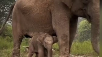 Ganesha, Bayi Gajah Tesso Nilo yang Lahir dari Induk Gajah Binaan dan Gajah Liar