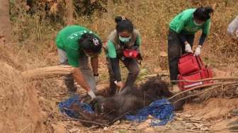 2 Orang Utan Keluar Habitat Cari Makan Imbas Kemarau Ekstrem di Kaltim