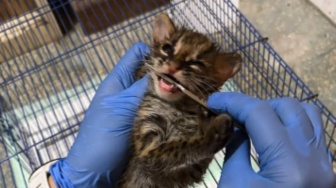 Habitat Terbakar, Anak Kucing Kuwuk 2 Bulan Ditemukan Sendirian di Ogan Ilir