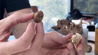 Manusia Zaman Es di Sulawesi Konsumsi Buah Pinang Sejak Ribuan Tahun Silam, Lebih Tua dari Ganja