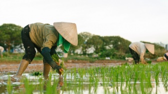 El Nino Ancam Ketahanan Pangan Global, Siapkah Indonesia? Ini Kata Ahli IPB