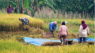 Bukan Cuma Dua Musim, Laboratorium Sedusun Bongkar Mitos lewat Kearifan Gunungkidul