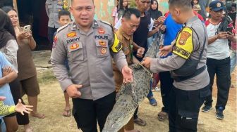Warga Kotabumi Geger! Buaya Mendadak Muncul di Area Permukiman