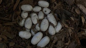 Musim Menetas! 23 Telur King Kobra Ditemukan di Kebun Warga