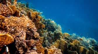 Mengapa Dasar Laut Penting dalam Menjaga Keseimbangan Sistem Bumi? Peneliti Ungkap Hal Ini