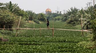 Seorang warga melintasi jembatan bambu di atas aliran Kali Pisang Batu yang dipenuhi eceng gondok di Pahlawan Setia, Tarumajaya, Kabupaten Bekasi, Jawa Barat, Rabu (7/10/2026). [ANTARA FOTO/Darryl Ramadhan/tom]