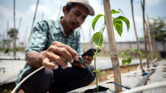 Petani mengoperasikan alat penyiram tanaman otomatis melalui gawai dengan teknologi Internet of Things (IoT) dalam sistem pertanian cerdas (smart farming) di Demplot Manajemen Pangan (DMP) Tambangan, Mijen, Semarang, Jawa Tengah, Kamis (8/10/2026). [ANTARA FOTO/Aprillio Akbar/YU]