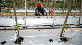 Petani memeriksa alat penyiram tanaman otomatis yang dioperasikan melalui gawai dengan teknologi Internet of Things (IoT) dalam sistem pertanian cerdas (smart farming) di Demplot Manajemen Pangan (DMP) Tambangan, Mijen, Semarang, Jawa Tengah, Kamis (8/10/2026). [ANTARA FOTO/Aprillio Akbar/YU]