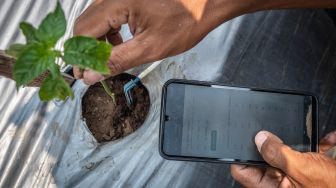 Gunakan Teknologi IoT, Petani Semarang Pantau Tanaman dari Smartphone