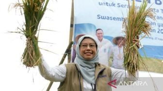 Penyerapan Gabah Bulog Jateng Tembus 108,43 Persen dari Target Tahunan