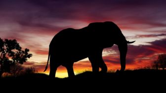 Jalur Migrasi Terputus Akibat Kebun, Bencana Besar Mengintai Populasi Gajah Kita