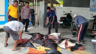 11 Ekor Pari Mobula Satwa Dilindungi Mati Terpotong di Bali