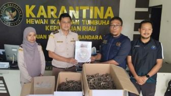 Penyelundupan Kuda Laut Kering Tujuan Kendari Terbongkar