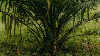 Bisakah Limbah Sawit Gantikan Plastik Sekali Pakai? Studi Ungkap Hal Ini