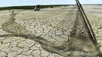 Danau Semayang Mengering, Warga Berburu Emas