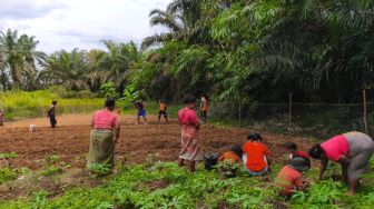 Terhimpit Sawit, Bagaimana Orang Rimba di Jambi Berjuang Kurangi Ketergantungan Pangan pada Pasar?