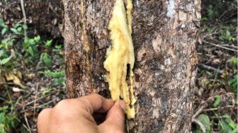 Kemenyan Berpotensi Jadi Bahan Parfum dan Aromaterapi, Bagaimana Manfaatnya bagi Masyarakat?
