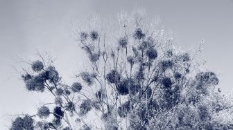 Mengenal Cyanotype, Teknik Fotografi Klasik dari Daun dan Sinar Matahari