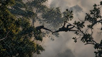 Viral Monyet-monyet Bikin Formasi 'Jembatan Hidup' Selamatkan Diri dari Kebakaran Hutan