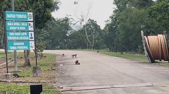 PLN Batam Ungkap Penyebab Blackout di Kepri: Monyet