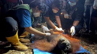 Orang Utan pun Menyerah Hadapi Karhutla, Akankah Pemerintah Terus Menunggu Hujan?