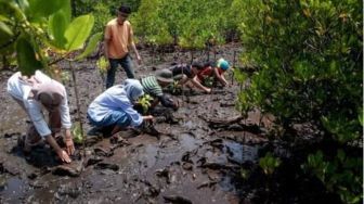Dari Pesisir Malang Menembus Bursa Karbon Dunia: Hutan Mangrove CMC Siap Menjaring 'Cuan Biru'