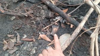 Kemenhut Selidiki Temuan Tengkorak Diduga Orangutan di Kebun Sawit Ketapang