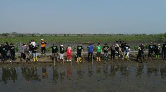 Peringati 1 Tahun Mageri Segoro, DLHK Jateng dan Bhimasena Power Tanam Ribuan Bibit Mangrove