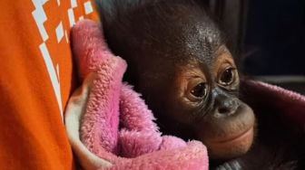Evakuasi Bayi Orang Utan Lemas di Kutai Timur usai Induk Diterkam Buaya