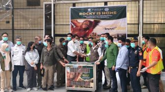 Orangutan Sumatera Korban Perdagangan Ilegal di India Akhirnya Pulang ke Indonesia