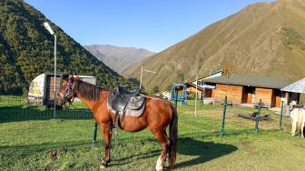 Seekor kuda berada di kawasan wisata pegunungan dengan latar perbukitan Svaneti, Georgia, Minggu (27/9/2026). [Suara.com/Rizka Chaerani]